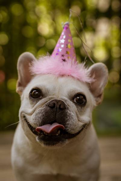 Petit chien qui veut faire la fête au restaurant contre allée paris 75014